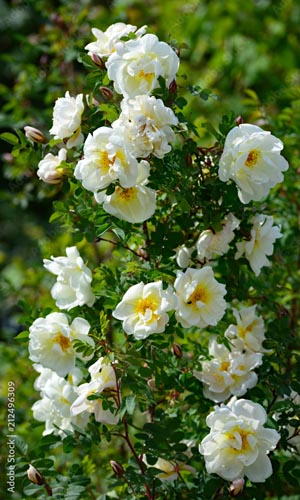 rosa